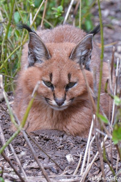 Caracal