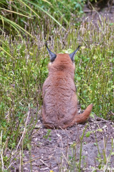 Caracal