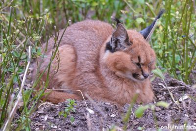 Caracal