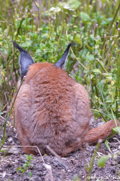 Caracal