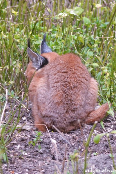 Caracal
