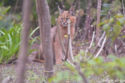 Caracal