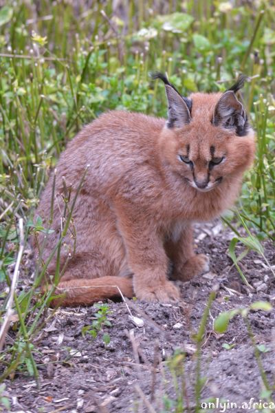 Caracal