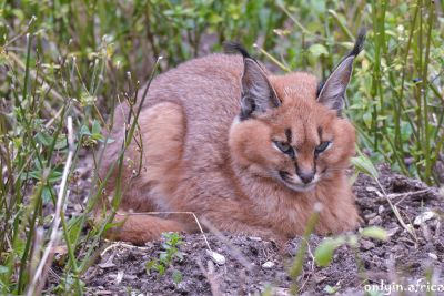 Caracal