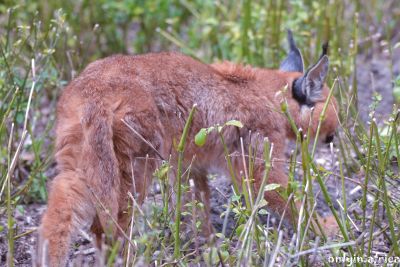 Caracal