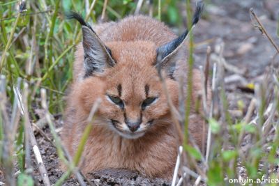 Caracal