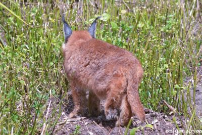 Caracal