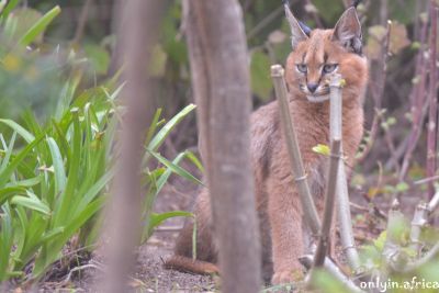 Caracal