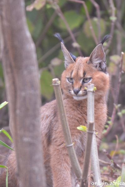 Caracal