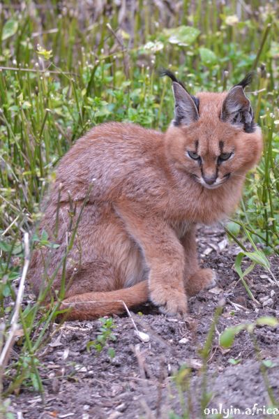 Caracal
