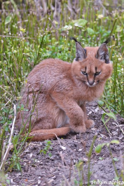 Caracal