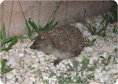 northern white-breasted hedgehog